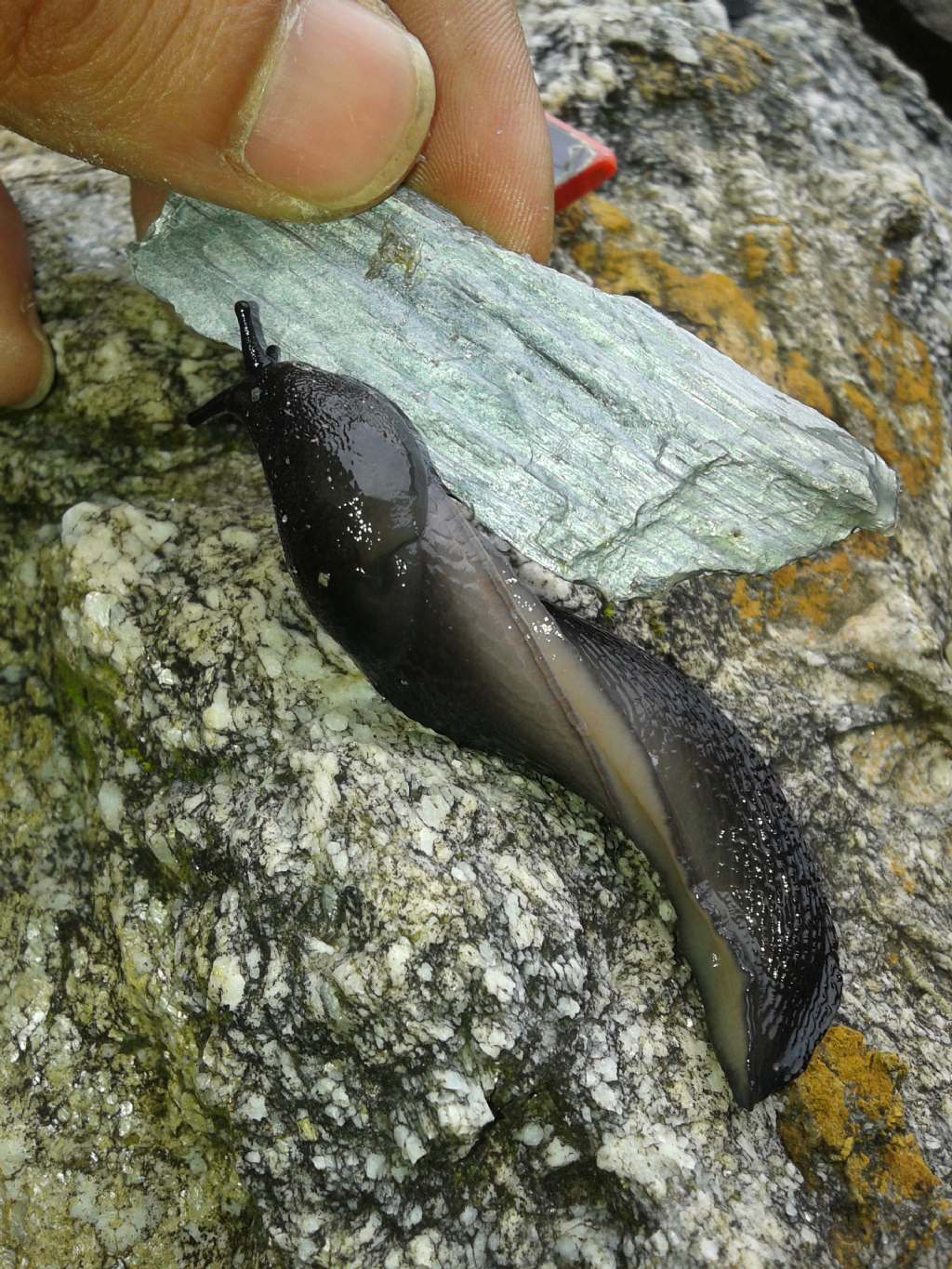 Limax nero Alpi Apuane